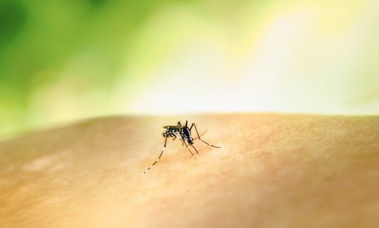 Mosquito en la piel de una persona