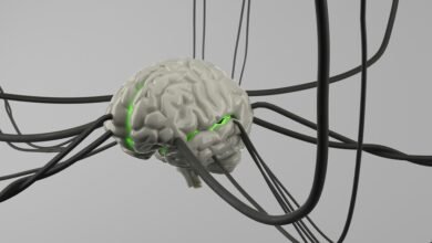 Una ilustración del cerebro humano destacando la amígdala