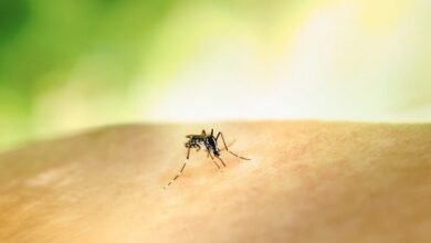 Mosquitos y repelente con DEET