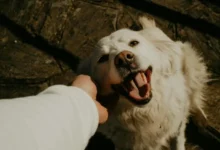 Perro sonriendo con su dueño en un parque