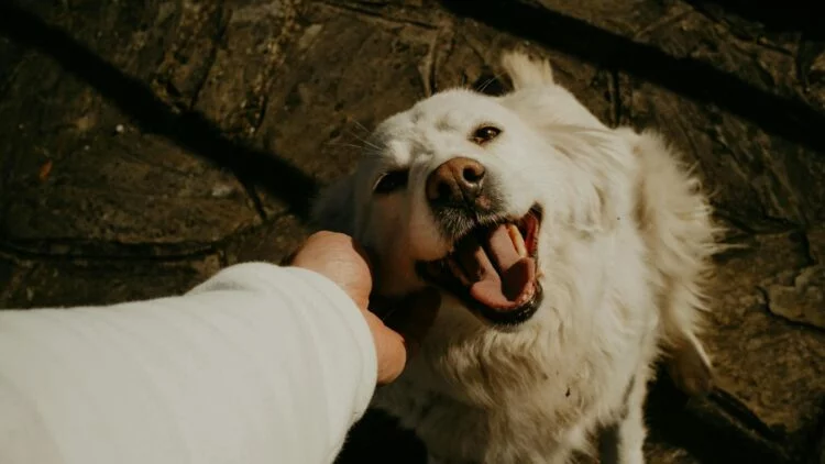 Perro sonriendo con su dueño en un parque