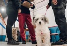 Mascotas siendo vacunadas en un operativo de vacunación antirrábica en Córdoba