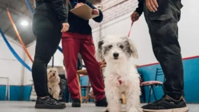 Mascotas siendo vacunadas en un operativo de vacunación antirrábica en Córdoba