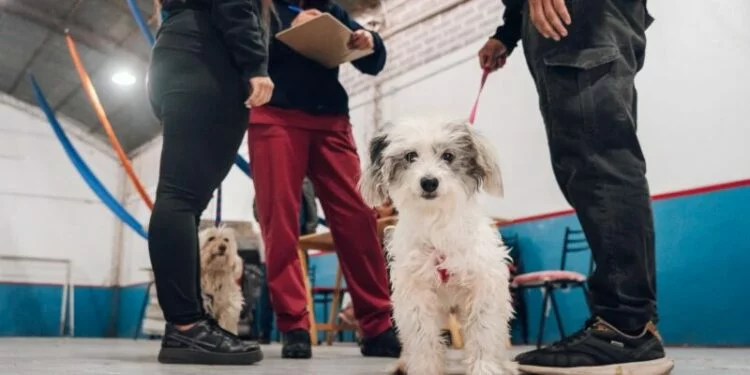 Mascotas siendo vacunadas en un operativo de vacunación antirrábica en Córdoba