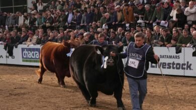 Imagen de la Expo Rural de Palermo con stands y productores cordobeses