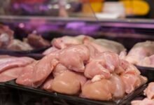 Imagen de un pollo amarillo en un corral