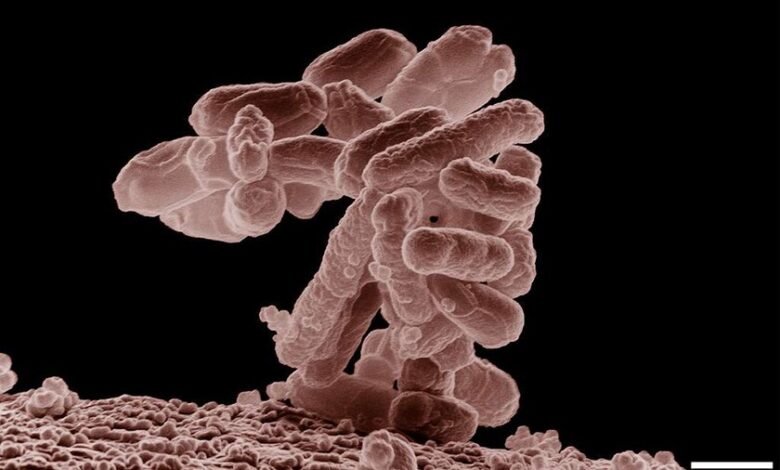 Imagen de un virus atacando a una bacteria