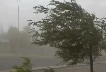 Imagen de un árbol inclinado por el viento en una calle de Córdoba