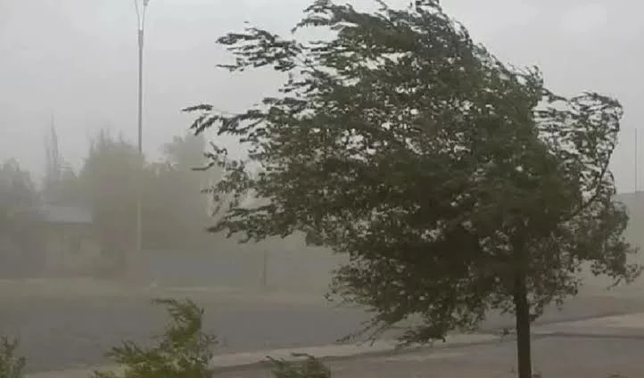 Imagen de un árbol inclinado por el viento en una calle de Córdoba