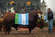 Imágenes de cabañas ganaderas cordobesas en la Exposición Rural de Palermo