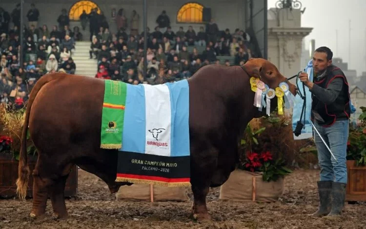 Imágenes de cabañas ganaderas cordobesas en la Exposición Rural de Palermo