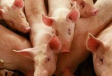Imagen de un cerdo en un campo, relacionada con el brote de triquinosis en Córdoba