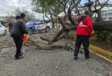Imagen de una tormenta en Córdoba, con árboles caídos y escombros en la calle