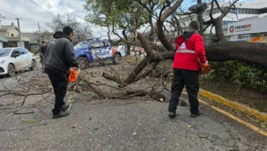 Imagen de una tormenta en Córdoba, con árboles caídos y escombros en la calle