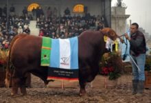 Imagen de una cabaña ganadera cordobesa participando en la Exposición Rural de Palermo
