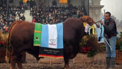 Imagen de una cabaña ganadera cordobesa participando en la Exposición Rural de Palermo
