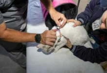Mascotas siendo vacunadas contra la rabia