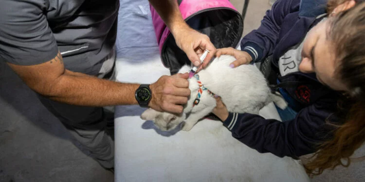 Mascotas siendo vacunadas contra la rabia