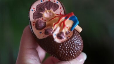 Riñón de cerdo modificado genéticamente utilizado en trasplante experimental