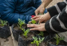 Voluntarios entregando plantines florales en la Huerta Modelo de Bella Vista, Córdoba
