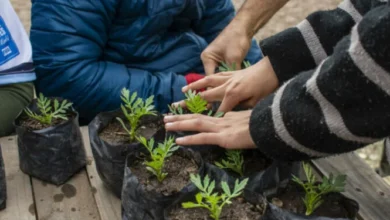 Voluntarios entregando plantines florales en la Huerta Modelo de Bella Vista, Córdoba
