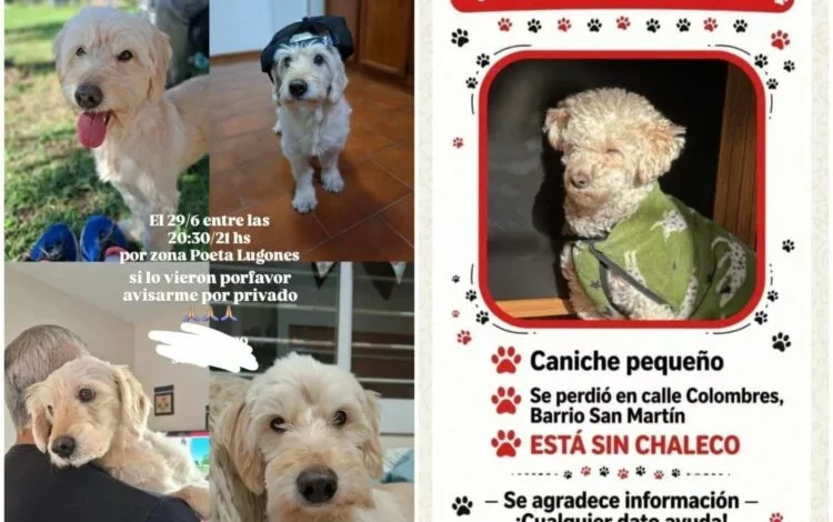 Rescatista Candela Urban Ricciardi con sus ocho perros en su casa en el barrio Poeta Lugones, Córdoba