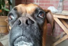 Mancha, la perra bóxer de 5 años perdida en la zona sur de Córdoba
