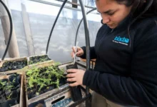 Jovenes trabajadores del programa Gen Nativo manejando bandejas con plántulas de árboles nativos en el Parque de la Biodiversidad de Córdoba