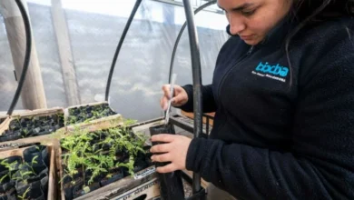 Jovenes trabajadores del programa Gen Nativo manejando bandejas con plántulas de árboles nativos en el Parque de la Biodiversidad de Córdoba