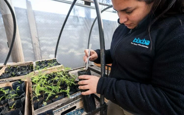 Jovenes trabajadores del programa Gen Nativo manejando bandejas con plántulas de árboles nativos en el Parque de la Biodiversidad de Córdoba