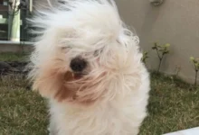 Cielo parcialmente nublado y viento sur sobre la ciudad de Córdoba