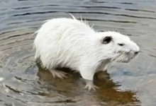 Coipo leucístico capturado en video en un arroyo de las Altas Cumbres, Traslasierra, Córdoba
