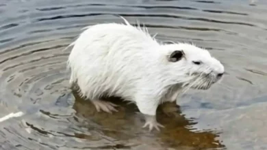 Coipo leucístico capturado en video en un arroyo de las Altas Cumbres, Traslasierra, Córdoba