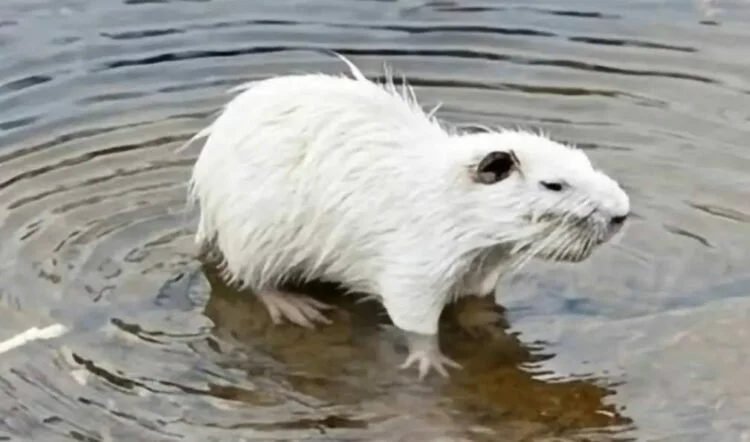 Coipo leucístico capturado en video en un arroyo de las Altas Cumbres, Traslasierra, Córdoba