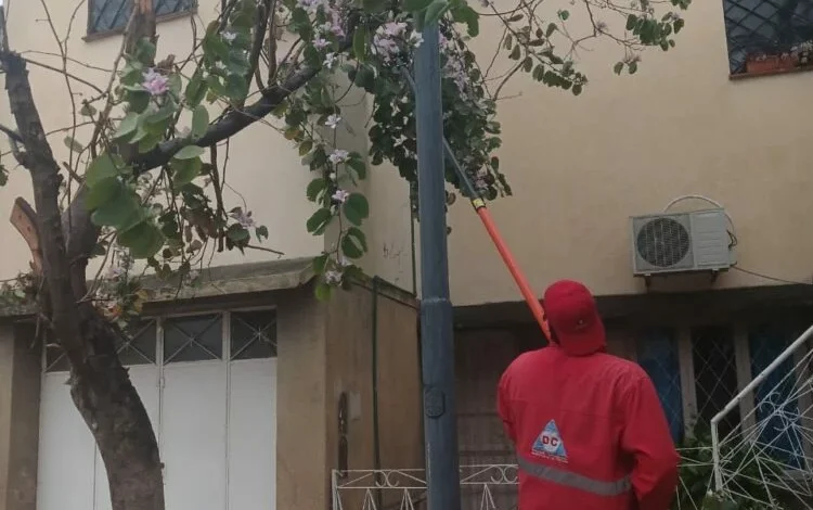 Árboles y postes dañados tras la lluvia intensa en el barrio Sargento Cabral, Córdoba