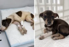 Perros y gatos bajo cuidado del refugio Patitas del Sur en Córdoba