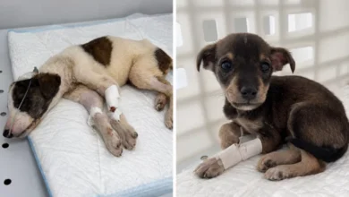 Perros y gatos bajo cuidado del refugio Patitas del Sur en Córdoba