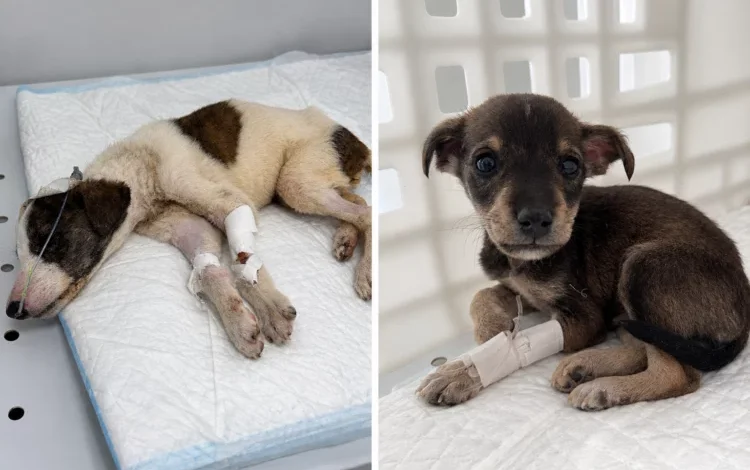 Perros y gatos bajo cuidado del refugio Patitas del Sur en Córdoba