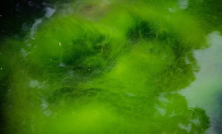 Alga verde Chlamydomonas reinhardtii bajo microscopio, fuente de la optogenética