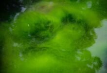 Microalga verde Chlamydomonas reinhardtii bajo microscopio, fuente del descubrimiento de las canalrodopsinas