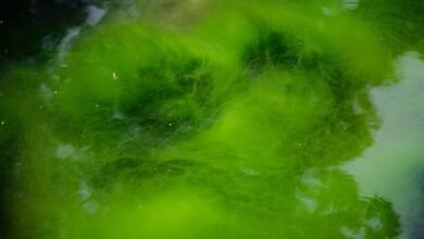 Microalga verde Chlamydomonas reinhardtii bajo microscopio, fuente del descubrimiento de las canalrodopsinas