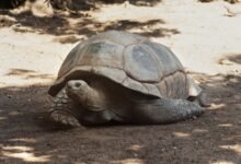 Tortuga gigante Jonathan de Aldabra, 194 años