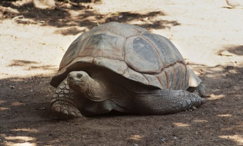 Tortuga gigante Jonathan de Aldabra, 194 años