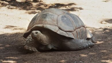 Tortuga gigante Jonathan de 194 años caminando en la Isla de Aldabra