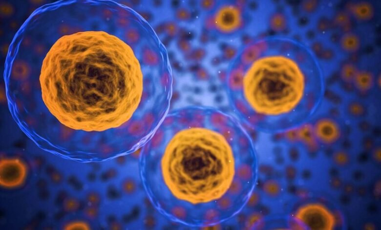 Células senescentes acumulándose en tejido humano
