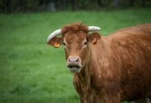 Vaca infectada por virus Shamonda
