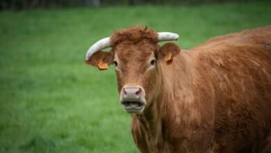 Vaca infectada por virus Shamonda