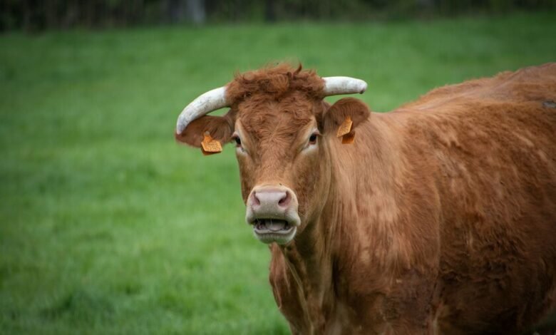 Vaca infectada por virus Shamonda