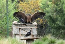 Juvenil condor andino llamado Daniel preparado para su liberación en la Reserva Tatú Carreta, Córdoba