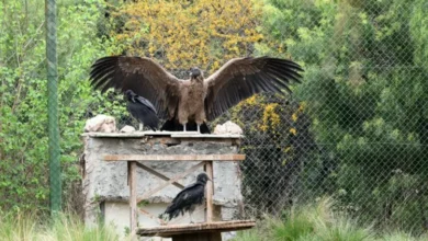 Juvenil condor andino llamado Daniel preparado para su liberación en la Reserva Tatú Carreta, Córdoba